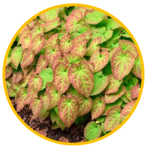 Epimedium ingredient image shown on the Prime Perform sales page